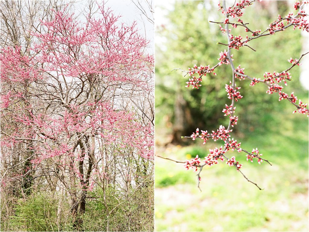 film photos - pink trees