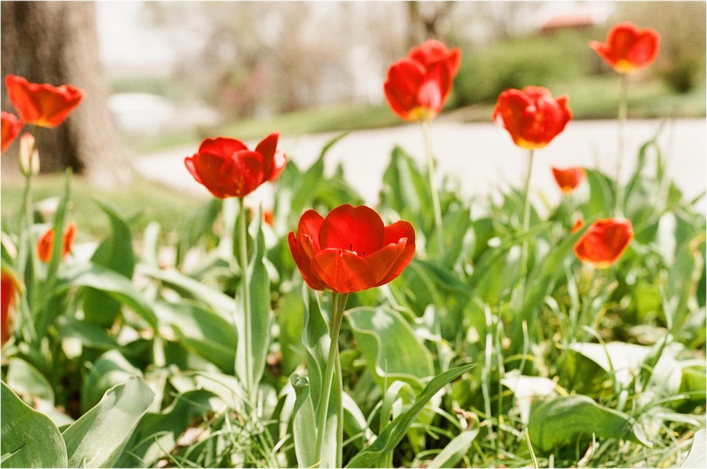 film photos - red tulips