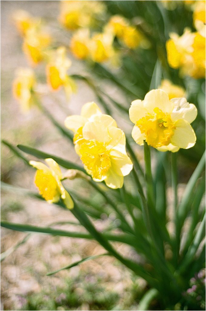 film photos - yellow flowers 